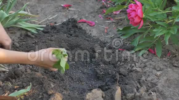雌性手在一个蔬菜种植园里种植甘蓝的嫩芽视频的预览图