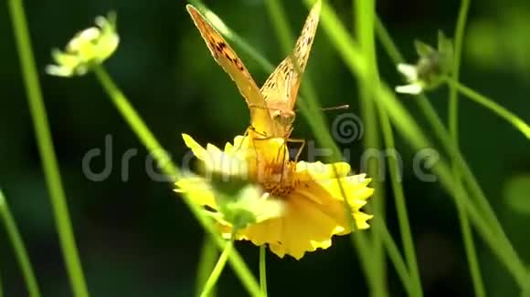 在它所有的荣耀中欢呼和展示自己天生美丽蝴蝶在一朵花上视频的预览图
