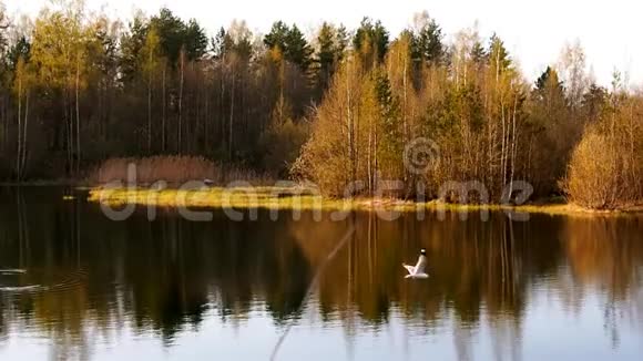 春天森林和湖泊的景观北欧的野生动物视频的预览图