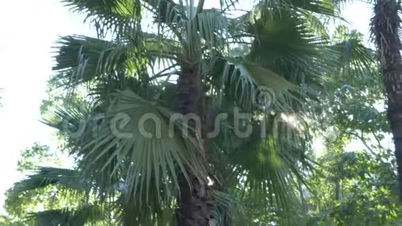 丛林森林的美丽自然热带气候阳光明媚的棕榈树叶4k视频的预览图