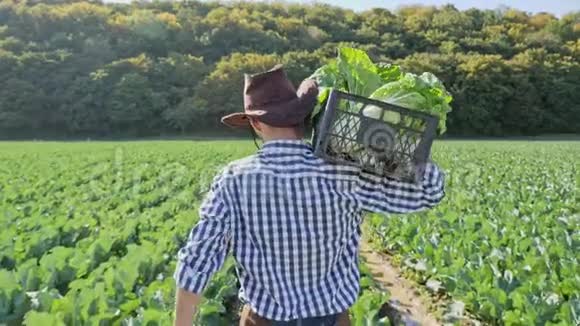 一个农民扛着一箱卷心菜在他的肩膀在种植园视频的预览图