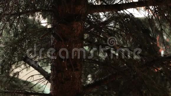 松枝上的雨滴视频的预览图