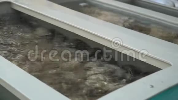 清水中的几组新鲜牡蛎在烹饪前牡蛎在商店里视频的预览图
