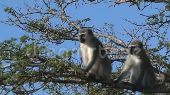 一棵树上的Vervet猴子配对视频的预览图