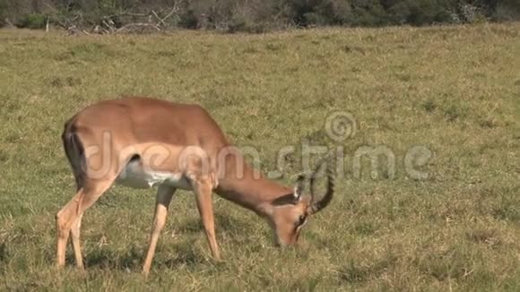 瞪羚在草原上放牧视频的预览图