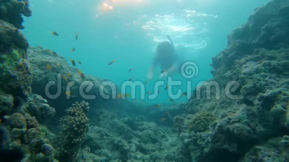 在热带海洋中浮潜观看珊瑚礁和大量热带鱼的慢镜头视频的预览图