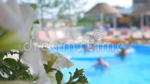 前景中的花在游泳池里游泳闻到白花的味道游泳池附近的日光浴卧室视频的预览图