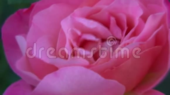 特写粉色玫瑰花迎风摇曳视频的预览图