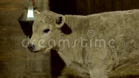 在动物农场关小羊视频的预览图