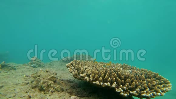 在热带海洋中浮潜观看珊瑚礁和大量热带鱼的慢镜头视频的预览图