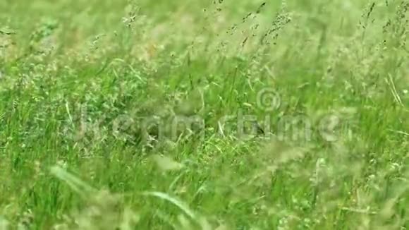 野地里坐在草地上的小鸟视频的预览图