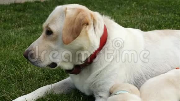 拉布拉多犬在草地上照料她可爱的小狗视频的预览图