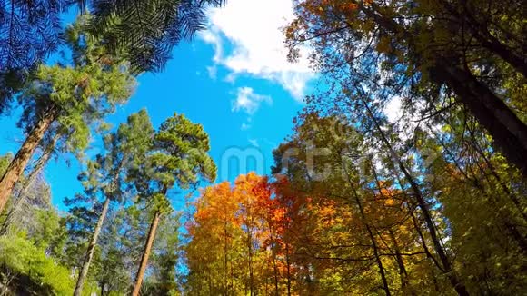 落叶和飘流的云彩视频的预览图