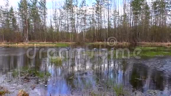 春天森林和湖泊的景观北欧的野生动物视频的预览图