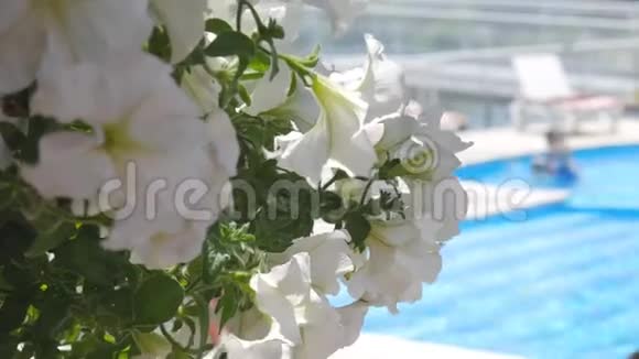 前景中的花在游泳池里游泳闻到白花的味道游泳池附近的日光浴卧室视频的预览图