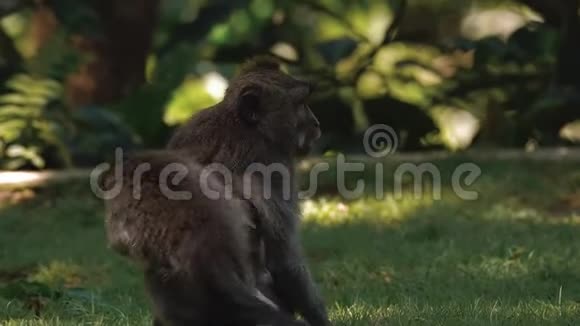 两只猴子互相玩互相打架视频的预览图