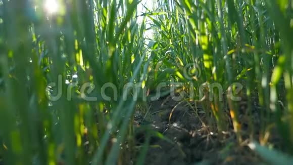 在蓝天下的草地上把谷物茎收起来绿色的小麦小穗在田间的风中摇曳阳光视频的预览图