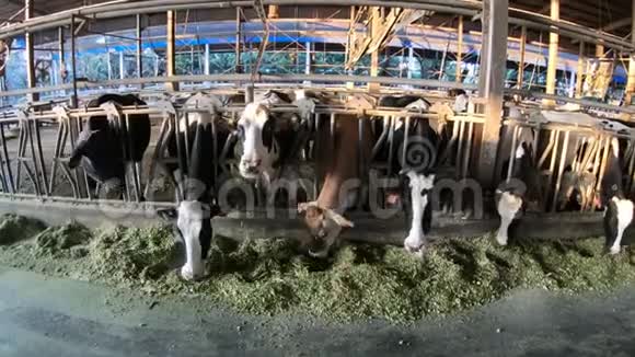 4K家畜在谷仓吃干草在现代农场放牧的牛视频的预览图