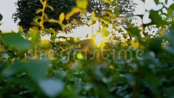 日落时阳光透过树叶和绒毛在夏天的傍晚飞来飞去视频的预览图