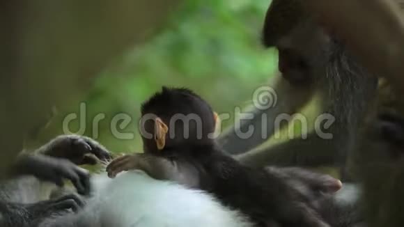 小猴睡觉时喝牛奶视频的预览图