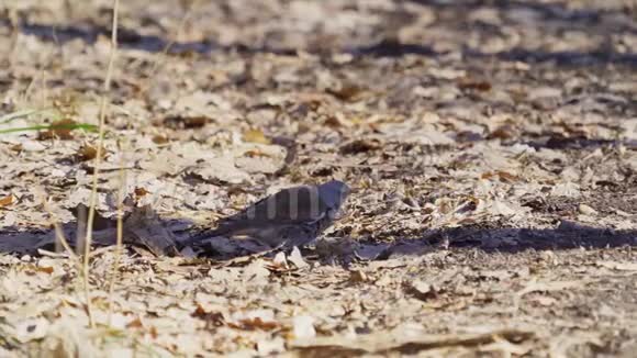 鸟画眉飞色舞地铺满枯叶画眉移动干燥的叶子在叶子下面找到幼虫和蠕虫视频的预览图