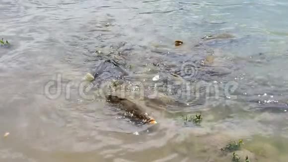 鲤鱼在浅水中缓慢运动视频的预览图