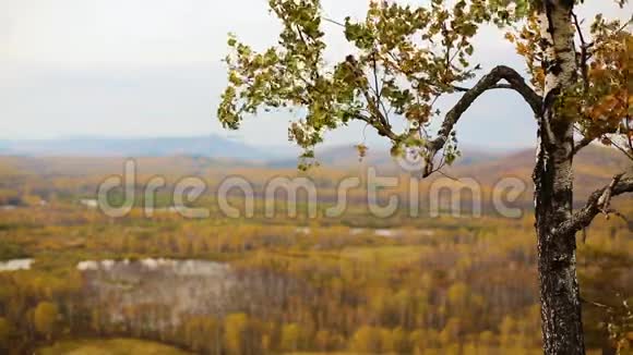 金红色的叶子在山谷旁边的一片秋林中随风飘动视频的预览图