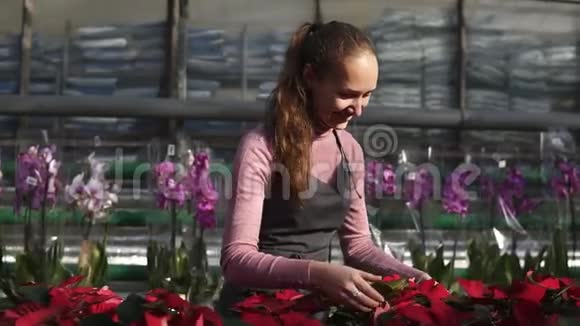 年轻的微笑女花店穿着围裙检查和安排花盆与红色一品红在架子上年轻女子视频的预览图