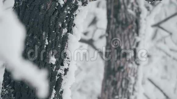 冬林积雪树枝静态视频视频的预览图