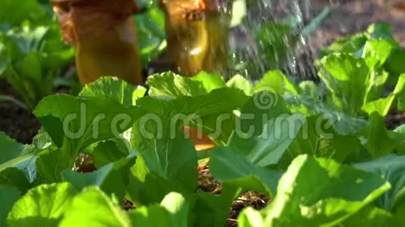 菜园里园丁浇菜的慢动作泰国的乡村视频的预览图