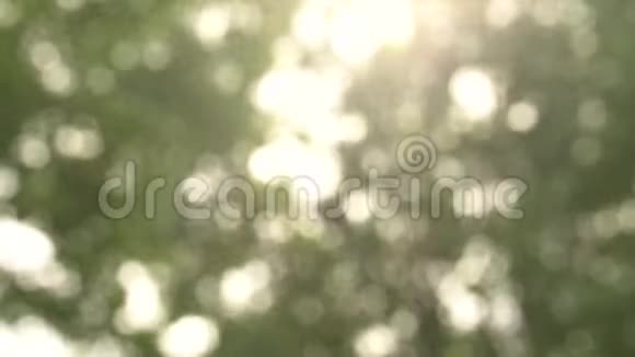 美丽流动的闪光阳光明媚温暖灯光下高大树木模糊的夏季背景视频的预览图