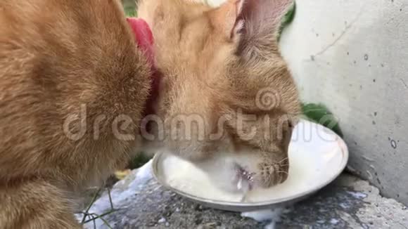 一只红猫急切地喝着碟子里的牛奶视频的预览图