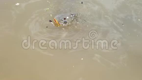 鲤鱼在浅水中缓慢运动视频的预览图