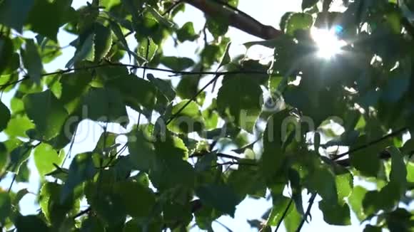 明亮的阳光透过桦树的绿叶在有天空碎片的树冠中缓慢运动视频的预览图