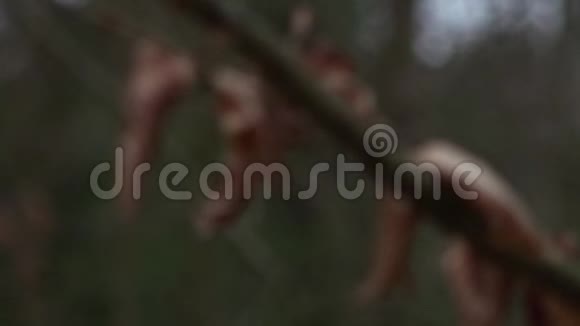 枯叶在树上视频的预览图