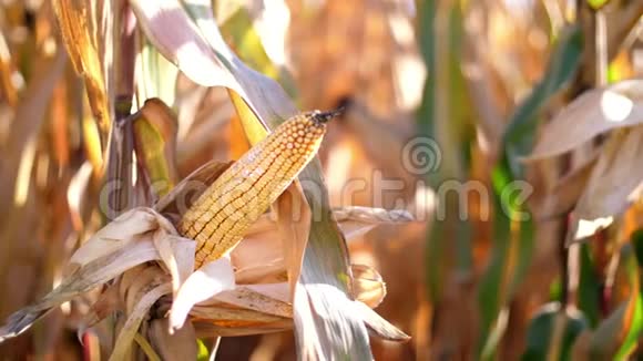 特写阳光下的玉米娃娃干燥的玉米树上的玉米作物迅速收获玉米品种的选择视频的预览图