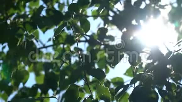 明亮的阳光透过桦树的绿叶在有天空碎片的树冠中缓慢运动视频的预览图