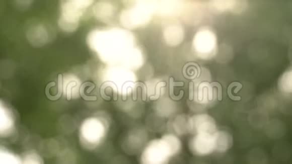 美丽流动的闪光阳光明媚温暖灯光下高大树木模糊的夏季背景视频的预览图