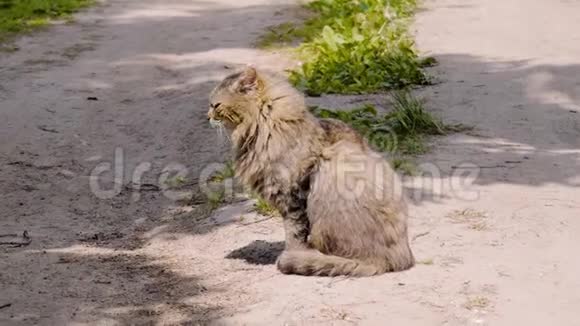 一只漂亮的毛茸茸的条纹猫坐在路中间享受阳光从侧面看视频的预览图