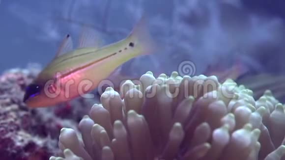 珊瑚中的AnemoneAmphiprion和一些鱼类视频的预览图
