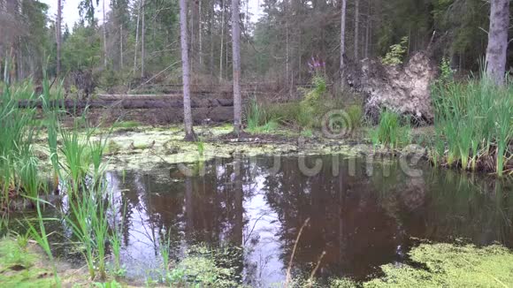 在森林中游泳倒下的树4k视频的预览图