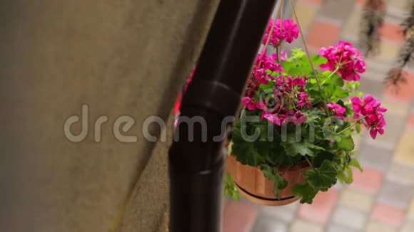 粉红色的花在花盆里视频的预览图