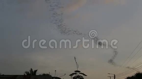 蝙蝠在飞视频的预览图