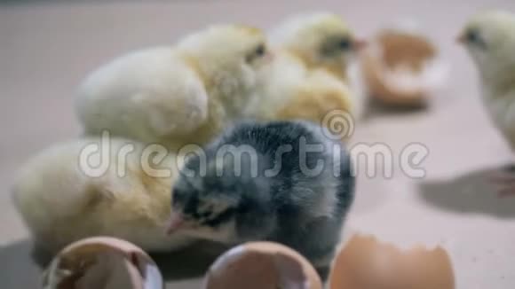 在农场看小鸡关门家禽养殖家禽产业家禽生产视频的预览图