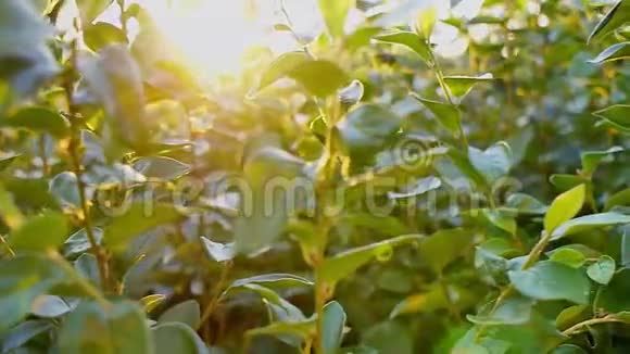 阳光透过树叶渗透在夏日的绒毛飞舞视频的预览图
