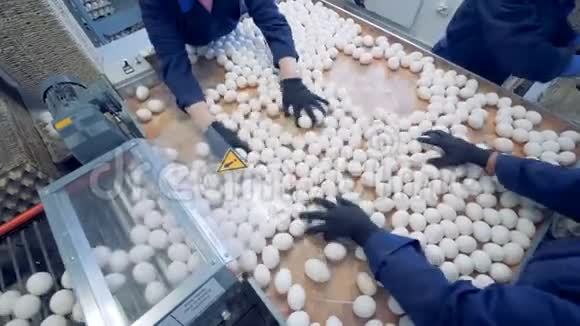广角视野上一家蛋厂员工分拣鸡蛋鸡蛋在传送带上移动视频的预览图