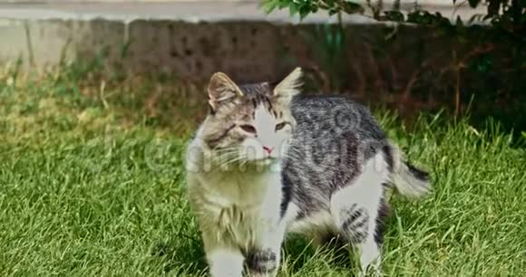 春天在草地上的一只无家可归的猫视频的预览图