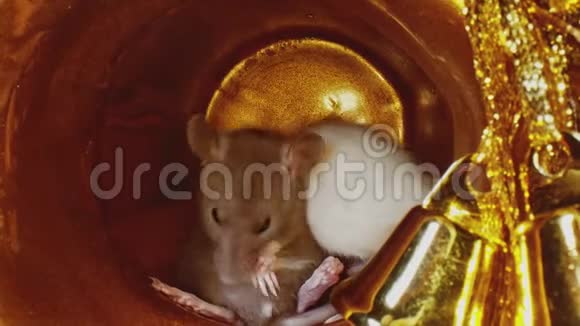 从宏观上看白色和灰色皮毛的小老鼠坐在金色的圣诞锅里视频的预览图