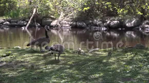 加拿大鹅和鹅4K多动症视频的预览图