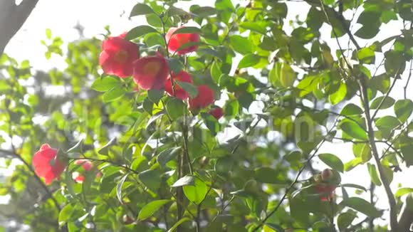 美丽的芙蓉蔷薇花在花园里的风中太阳眩光4k慢动作视频的预览图